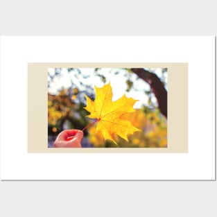 Hand holding golden yellow maple leaf Posters and Art